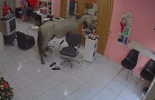 Imagem ilustrativa da imagem 