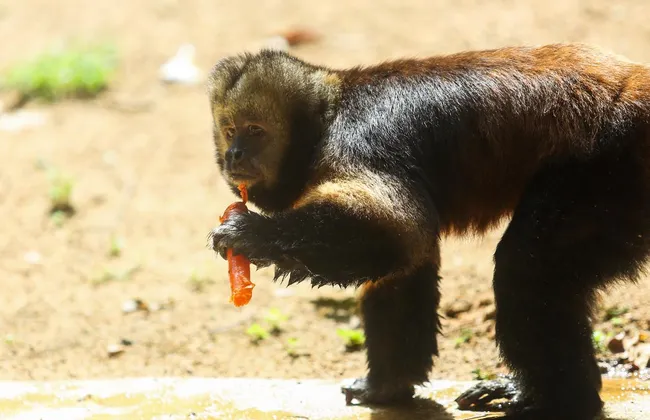 Imagem ilustrativa da imagem 