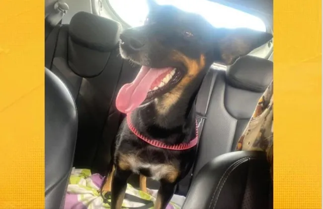 Imagem ilustrativa da imagem 