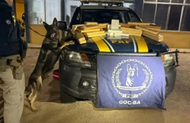 Imagem ilustrativa da imagem 