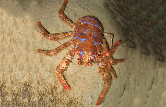 Imagem ilustrativa da imagem 