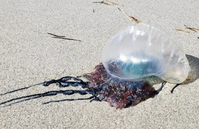 Imagem ilustrativa da imagem 