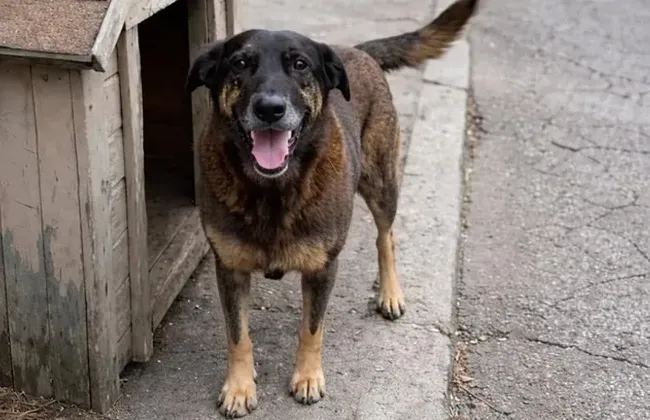 Imagem ilustrativa da imagem Caso Orelha: polícia finaliza investigação e envia à Justiça