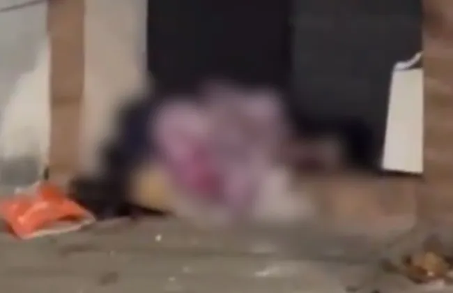 Imagem ilustrativa da imagem 