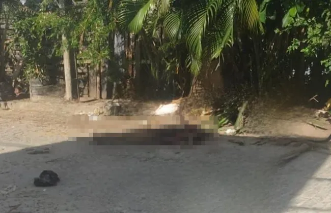 Imagem ilustrativa da imagem 