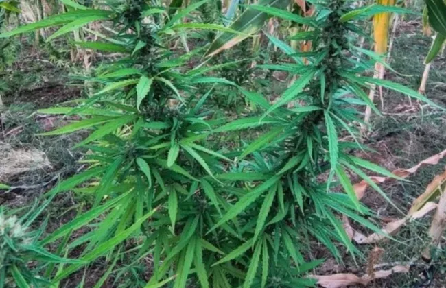 Imagem ilustrativa da imagem Cortou a brisa! Polícia 'taca' fogo em 22 mil pés de maconha na Bahia