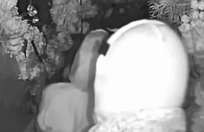 Imagem ilustrativa da imagem 