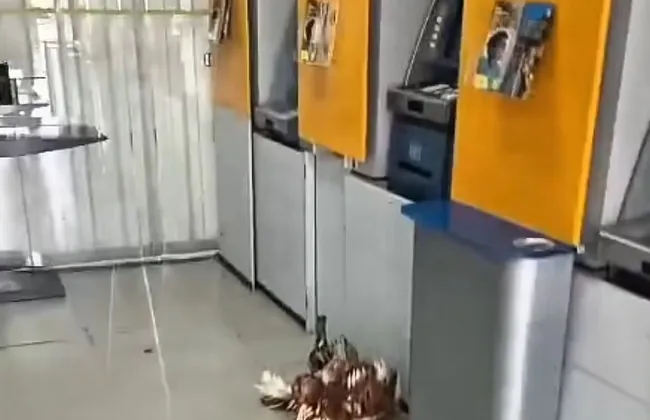 Imagem ilustrativa da imagem 