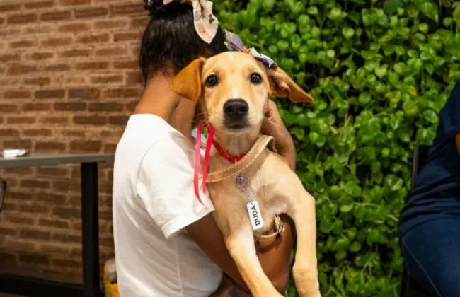 Imagem ilustrativa da imagem 