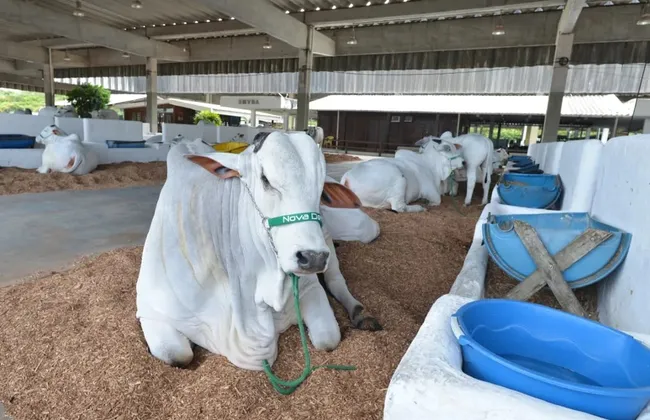 Imagem ilustrativa da imagem 