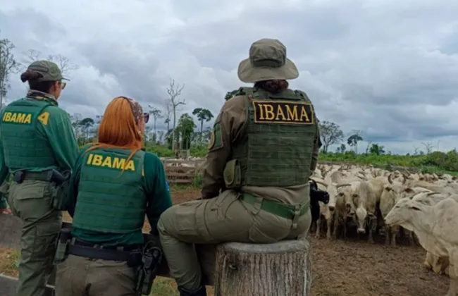 Imagem ilustrativa da imagem 