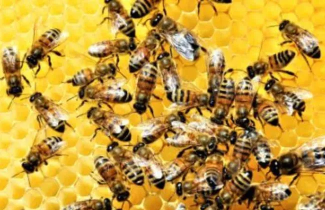 Imagem ilustrativa da imagem 