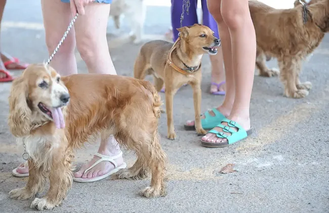 Imagem ilustrativa da imagem Influencer é acusada por fãs de usar cachorrinho para atos sexuais