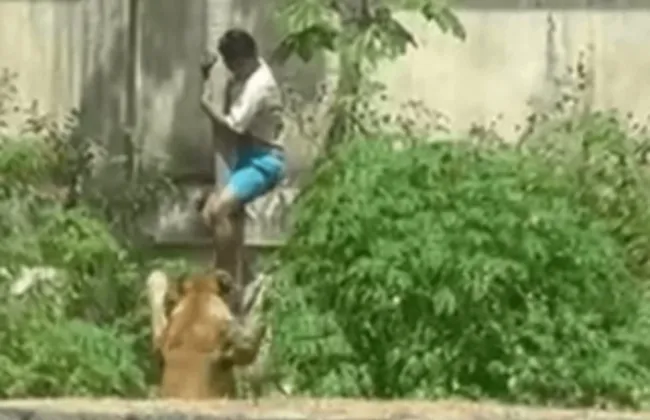 Imagem ilustrativa da imagem 