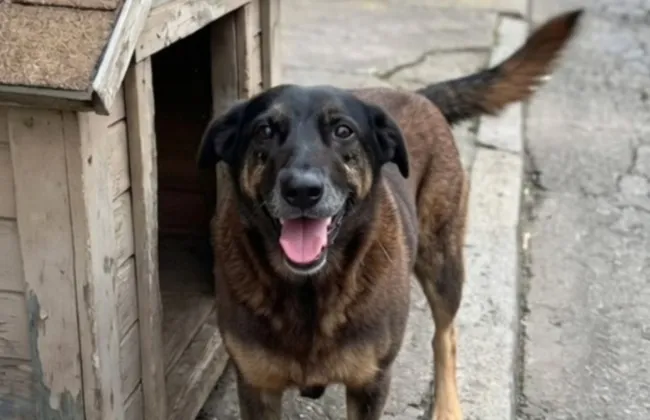 Imagem ilustrativa da imagem 