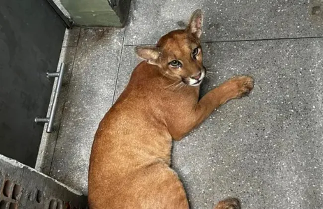 Imagem ilustrativa da imagem 