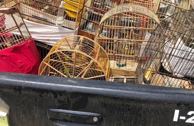 Imagem ilustrativa da imagem 