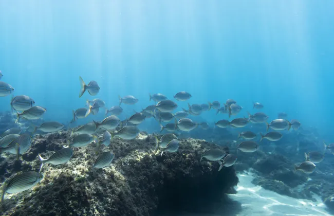 Imagem ilustrativa da imagem 