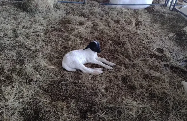 Imagem ilustrativa da imagem 