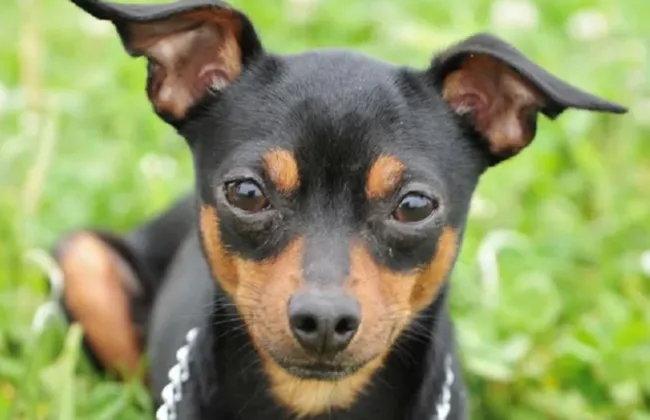 Imagem ilustrativa da imagem 