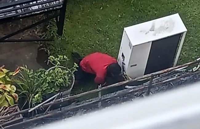 Imagem ilustrativa da imagem 