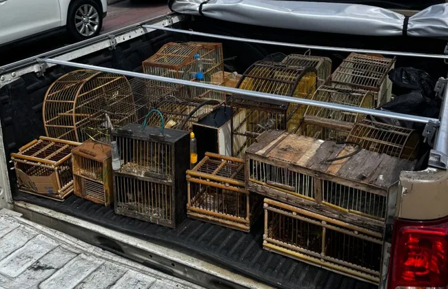 Imagem ilustrativa da imagem Venda ilegal de aves é interrompida após polícia ‘estourar’ cativeiro
