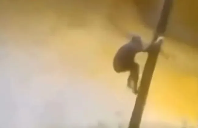 Imagem ilustrativa da imagem 