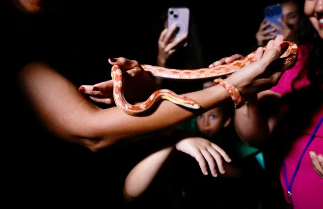 Imagem ilustrativa da imagem 