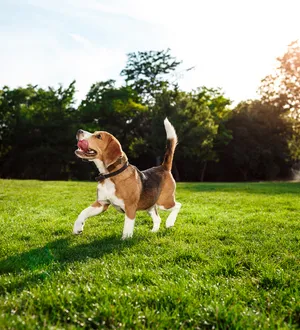 Imagem ilustrativa da imagem Bêbado, pai tira a vida de cachorro da filha após ter calçado rasgado