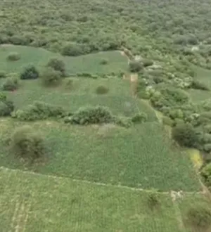 Imagem ilustrativa da imagem Chapada Diamantina: tonelada de maconha é apreendida em fazenda