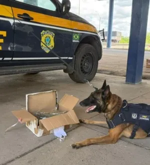 Imagem ilustrativa da imagem Doguinhos 'denunciam' droga em ônibus na Bahia