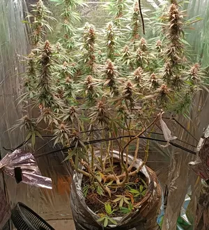 Imagem ilustrativa da imagem Estufa para cultivo de maconha é descoberta em residência na Bahia