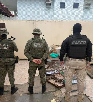 Imagem ilustrativa da imagem Homem é preso por atuar em facção de tráfico animal interestadual