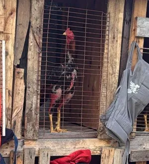 Imagem ilustrativa da imagem PM acaba com rinha de galo e apreende mais de R$ 150 mil em Salvador