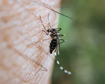 Imagem ilustrativa da imagem 