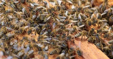 Imagem ilustrativa da imagem Ataque de abelhas mata idoso durante trabalho na roça