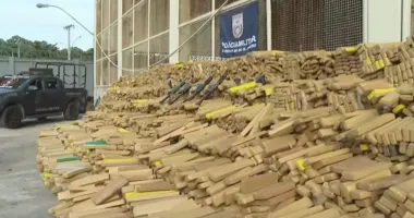 Imagem ilustrativa da imagem Doguinhos ‘x9’ localizam 50 toneladas de maconha