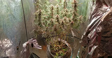 Imagem ilustrativa da imagem Estufa para cultivo de maconha é descoberta em residência na Bahia