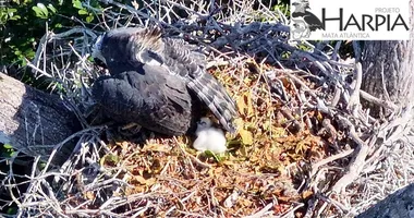 Imagem ilustrativa da imagem Filhote de harpia nasce em área preservada de Mata Atlântica na Bahia