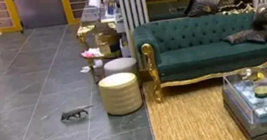 Imagem ilustrativa da imagem Gambá entra na casa do BBB 26 e assusta brothers; produção é acionada