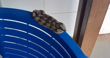 Imagem ilustrativa da imagem Jiboia é encontrada dentro de escola em Salvador