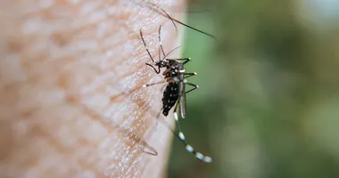 Imagem ilustrativa da imagem Jornalista fica em estado grave após se automedicar contra dengue