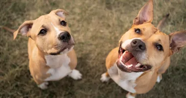 Imagem ilustrativa da imagem Mulher morre ao tentar defender filho de ataque de cachorros