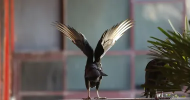 Imagem ilustrativa da imagem Ninho de urubu na sua casa? Saiba por que remover as aves é crime ambiental