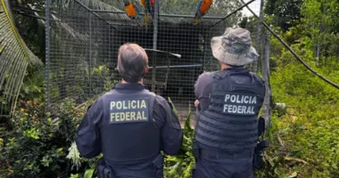 Imagem ilustrativa da imagem Operação em Salvador desmonta tráfico de animais silvestres