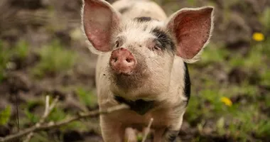 Imagem ilustrativa da imagem Parece? De quatro no chiqueiro, homem diz se identificar como porco