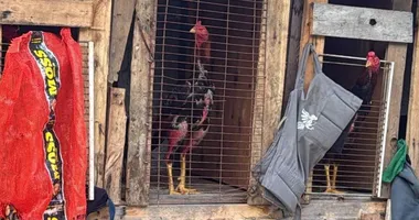 Imagem ilustrativa da imagem PM acaba com rinha de galo e apreende mais de R$ 150 mil em Salvador