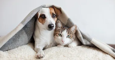 Imagem ilustrativa da imagem Quem fica com o animal de estimação após uma separação?