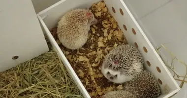 Imagem ilustrativa da imagem Saiba o que é ouriço pigmeu africano, animal apreendido pela PRF na BA