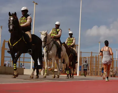 Animal não ficou ferido no acidente